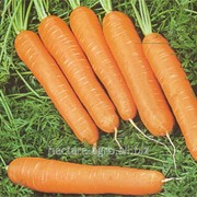 Семена моркови Нантиндо F1