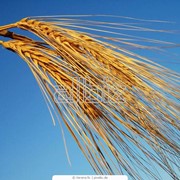 Пшеница золотая фото