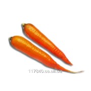 Семена Моркови, Каротан РЦ (Karotan RZ)