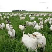 Зоанинские козы фотография