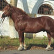 Лошади русской тяжеловозной породы фото