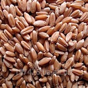 Hard Wheat / Твердая пшеница (Дурум)