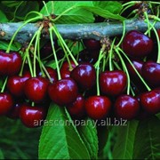 Черешня Prunus avium Plena 200 – 220 фотография
