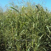 Суданская трава семена сорта Кинельская 100