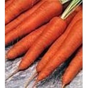 Семена моркови Каллисто F1 фото