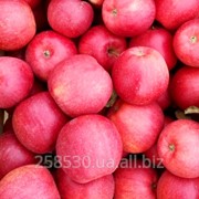 Яблоки Флорина фото