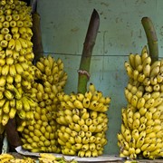 Банан Индийский