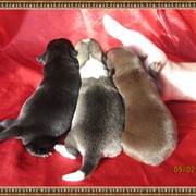 Клубные щенки чихуахуа фотография