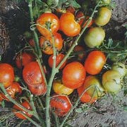 Семена томатов Казачок F1 фото