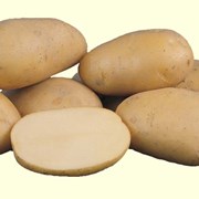 Картофель семенной Импала 2 репродукции фото