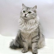 Кошка Сибирская фото