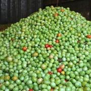 Продаем бурый и зеленый томат оптом фото