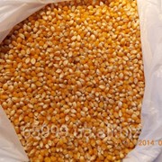 Кукуруза для попкорна Класс - 2, цена, продажа, купить, оптом, Украина фото