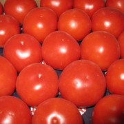 Помидоры, томаты свежие