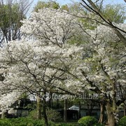 Слива Prunus Avium 80-100 фотография
