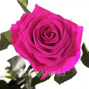 Долгосвежая роза Малиновый Родолит в подарочной упаковке фотография