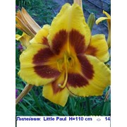 Лилейник “Little Paul“ - Hemerocallis “Little Paul “,фото, каталог, описание фотография