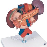 Модель почки с органами задней части верхнего отдела брюшной полости фотография