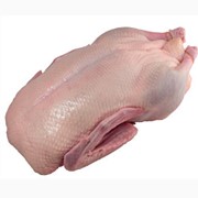 Мясо утки охлажденное. Утка (тушка) – фермерская натуральная продукция – 70,00 грн за кг.