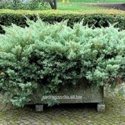 Можжевельник Juniperus x pfitzeriana Pfitzeriana Glauca фото