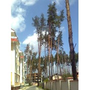Обрезка хвойных деревьев Киевская область фото