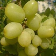 Саженцы винограда Первозванный, срок созревания очень ранний фотография