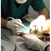 Лечение животных в стационаре. г. Симферополь фото