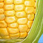 Семена кукурузы НС-101 фото