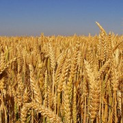 Крупа пшеничная высшего сорта