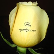 Розы с надписью. фотография