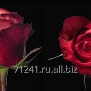 Срезанный цветок Роза Игуана