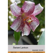 Видовая лилия Lankon фото