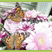 Коллекции бабочек фото