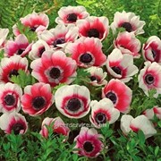 Анемона De Caen bicolor 5/6 фото