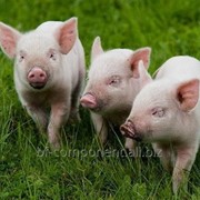 Витамины для промышленного производства свинины Лактобифадол фото