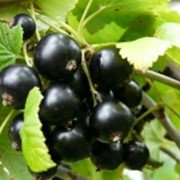 Смородина черная Рубен средняя Ribes nigrum высота 45-55см