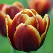 Тюльпаны фото