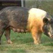 Свиноматка Гемпшир фото