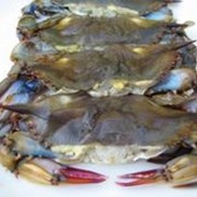 Краб мягкопанцирный Soft Shell Crab фотография