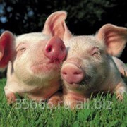 Комбикорм для откорма свиней гран фотография