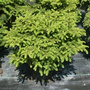 Ель обыкновенная Нидиформис / Picea abies Nidiformis 50-60см фото