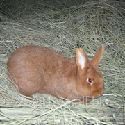 Кролики новозелнандская красная НЗК фото