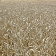 Озима пшениця Сорт Золотоколоса фото