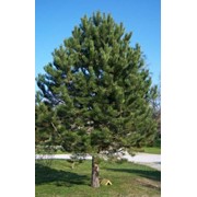 Сосна Черная Pinus nigra Spilberg 20-30cm,Ko 2,0 l
