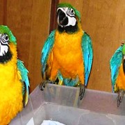 Сине желтый ара (ara ararauna) - ручные птенцы