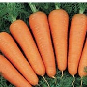 Семена моркови оптом фотография