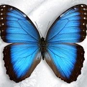 Бабочка Morpho Peleides фото
