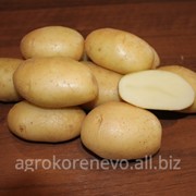 Семенной картофель сорт Крепыш суперэлита фото
