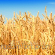 Пшеница озимая 1 репродукция Балатон -австрия