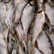Рыба вяленая оптом: лещ, плотва, густера, бычок, окунь, щука, судак от производителя, Украина, широкий ассортимент